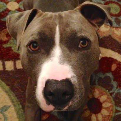 cuda - Teaching a Pitbull to Listen to and Respect His Owners