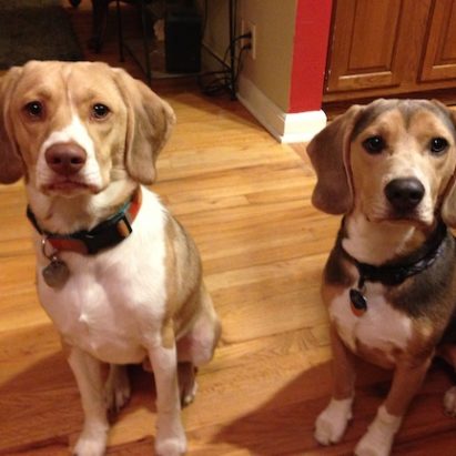 grady and hank - Adding Rules and Boundaries to Help a Pair of Beagle Mixes Respect Their Owner