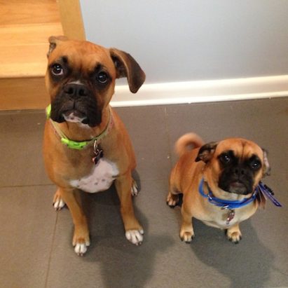 ella and maggie - Helping a Boxer Stop Her Excited Urination