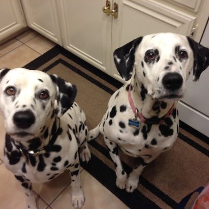 chopper and gia - Two Dalmatians Learn to Listen to and Respect Their Owner