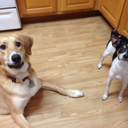 riley and peanut - A Defiant and Determined Dog Learns to Listen and Respect Authority