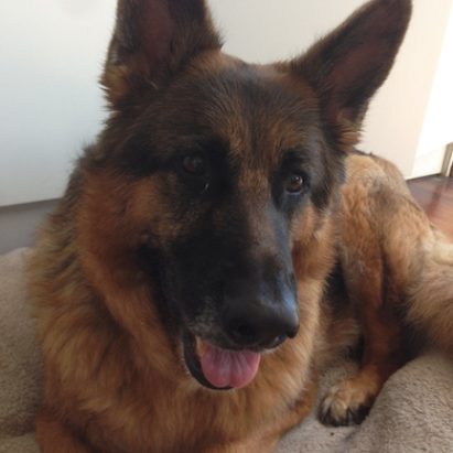 sasha - A Dog Reactive German Shepherd Learns to Relax and Meet a New Dog