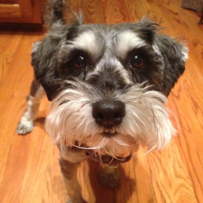 malman - Building Up a Miniature Schnauzer's Respect for His Guardians to Stop His Barking