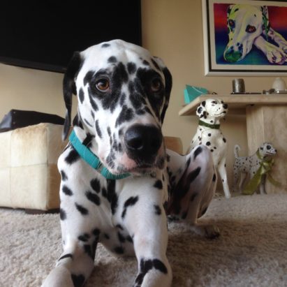 max dalmatian sd 1 - A Reunion with One of My Favorite Dalmatians to Help Him Learn to Relax