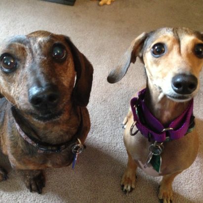 annie and danica - A Pair of Dachshund's Learn to Stop Barking By Following Their Guardian's Lead