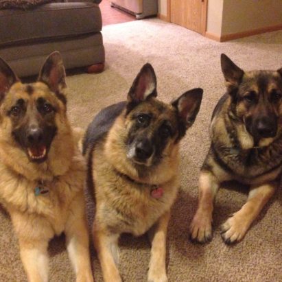 charles teddy and may 1 - Three German Shepherds Learn to Stop Charging the Door and Let their Guardians Take the Lead