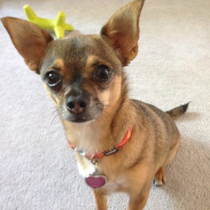 molly - A Chihuahua Learns Some Basic Obedience to Stop Her Barking and Bad Behavior