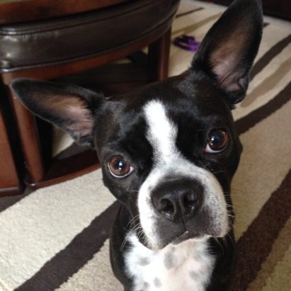 lucy boston 1 - Teaching a Nervous Boston Terrier to Relax and Listen