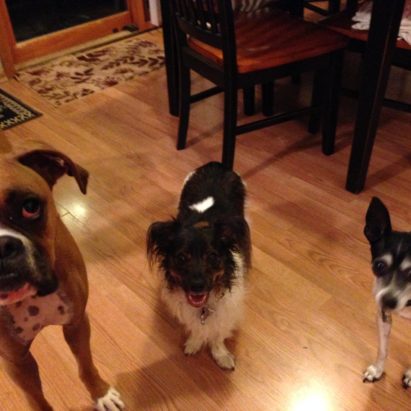 molly lucy and jeeters 1 - A Trio of Excited Dogs Learn to Respect the Leadership of their Guardians