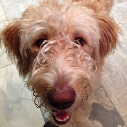 pepper 1 - An Excited Labradoodle Learns to Settle Down and Control Herself