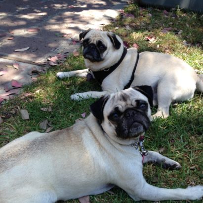lucy and zoey 1 - A Pug Learns to Listen to Her Guardians and Stop Being So Reactive to Unknown Dogs