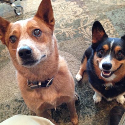 rusty and patches 1 - An Excitable Pair of Dogs Learn to Control Themselves and Respect Their Guardians