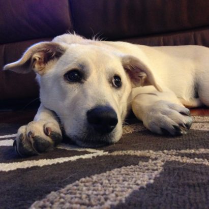 annabelle huskie lab mix - Teaching a Puppy To Settle Down So She Can Listen to Her Guardians