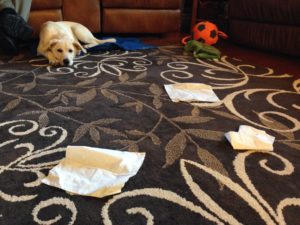 annabelle ignores tissues - Annabelle Ignores Tissues