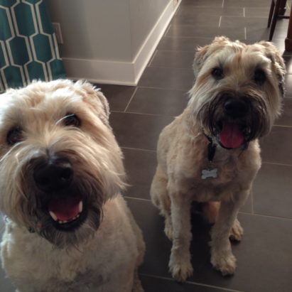 finn and murphy - A Pair Of Wheaton Terriers Learn to Calm Down and Listen