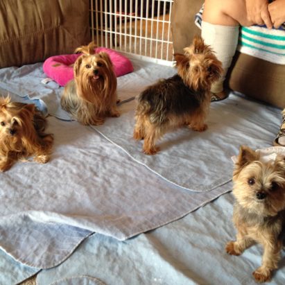 lilly grace mae daisey - Adding Some Rules and Structure to Get a Wild Pack of Yorkies to Respect Their Guardian