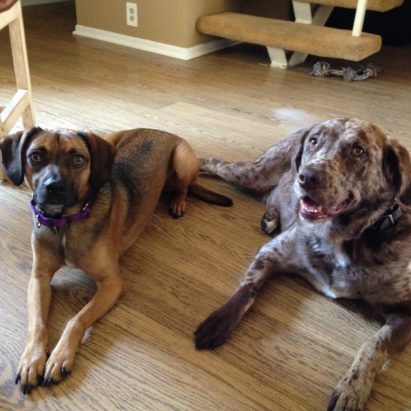 maurice and josie - A Pair of Dogs in Huntington Beach Learn to Calm Down