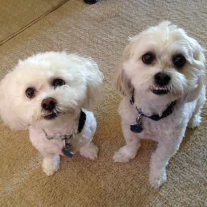 riley and gizmo - Changing the Leader Follower Dynamic to Stop These Brothers From Marking