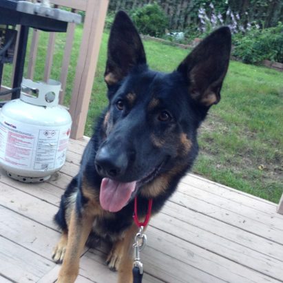 fritz - Third Time is a Charm for This Excited German Shepherd