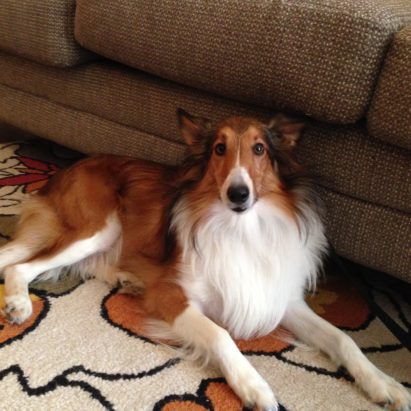 minnie - A Sheltie Learns to Stop Fearing Unknown Men