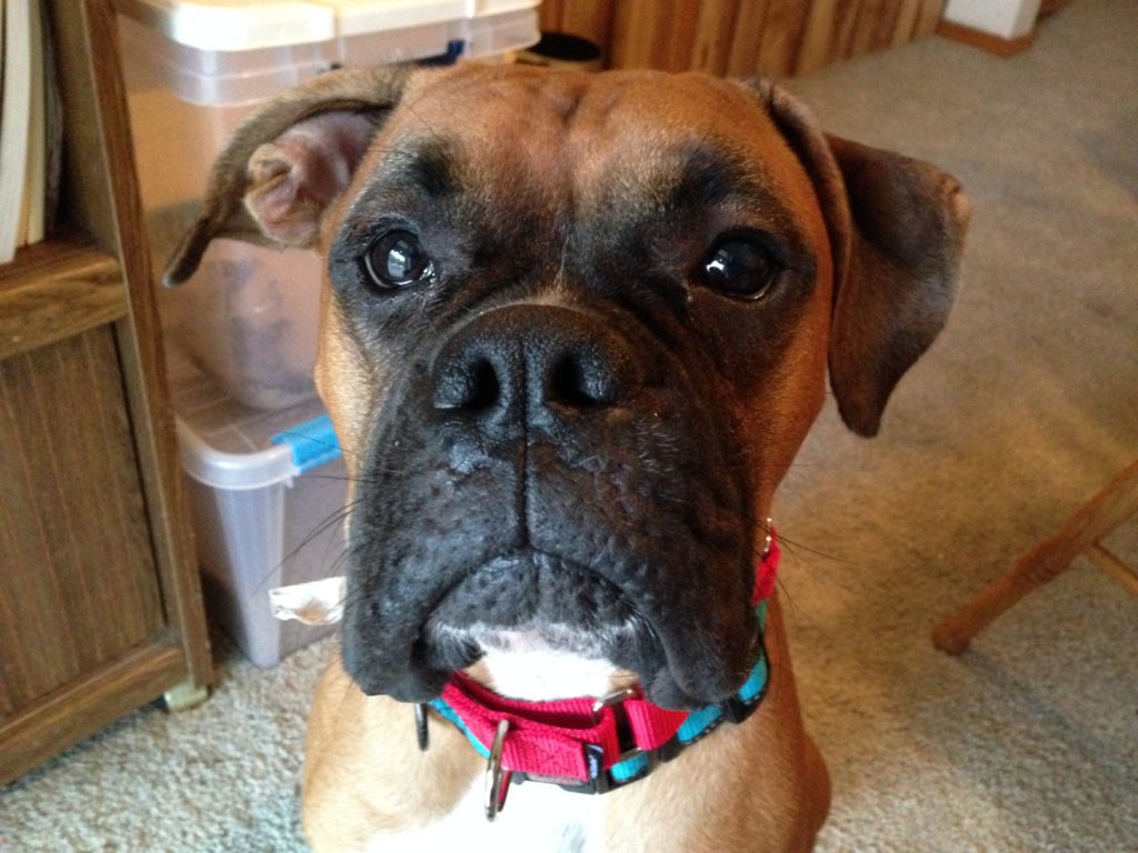 Teaching an Excited Boxer to Calm Down to Stop His ...