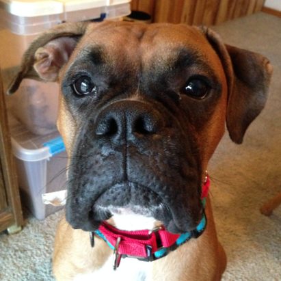 baxter boxer - Teaching an Excited Boxer to Calm Down to Stop His Unwanted Behaviors