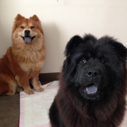 brynna and talon - Helping Two Chows With Very Different Problems