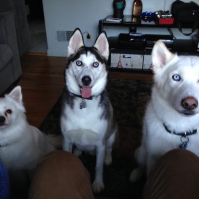 casper meeko and koda - A Pack of Cold Weather Dogs Learn to Calm Down and Respect Their Guardian