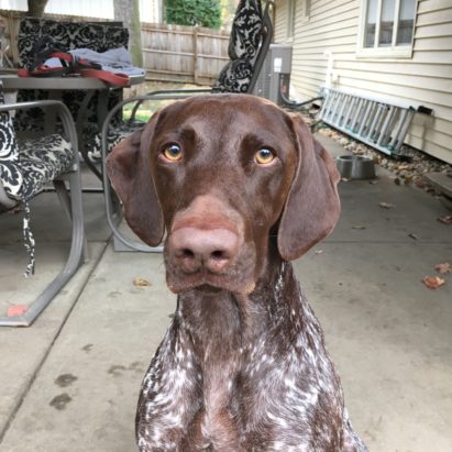 gus - Adding Structure to Stop a German Shorthair Pointer's Dog Aggression