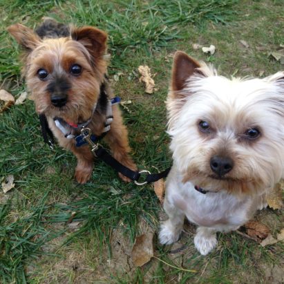 jersey and dozer - Building up the Trust and Confidence of a Fearful Puppy Mill Dog