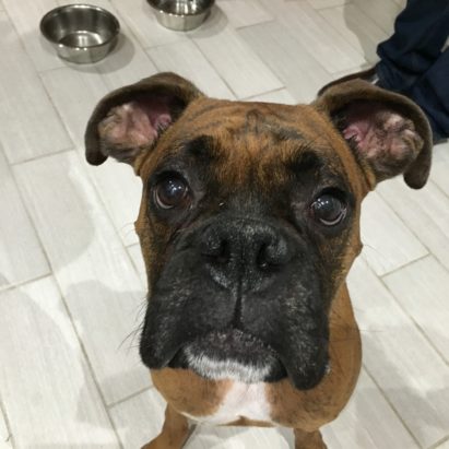 nacho - Adding Rules, Boundaries and Limits to Help an Excited Boxer Stop His Dog Aggression