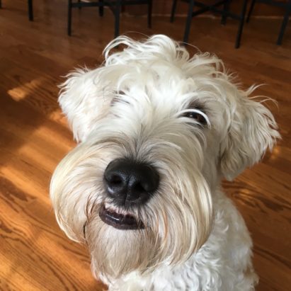 quigley - An Excited Soft Coated Wheaton Terrier Learns to Calm Himself Down