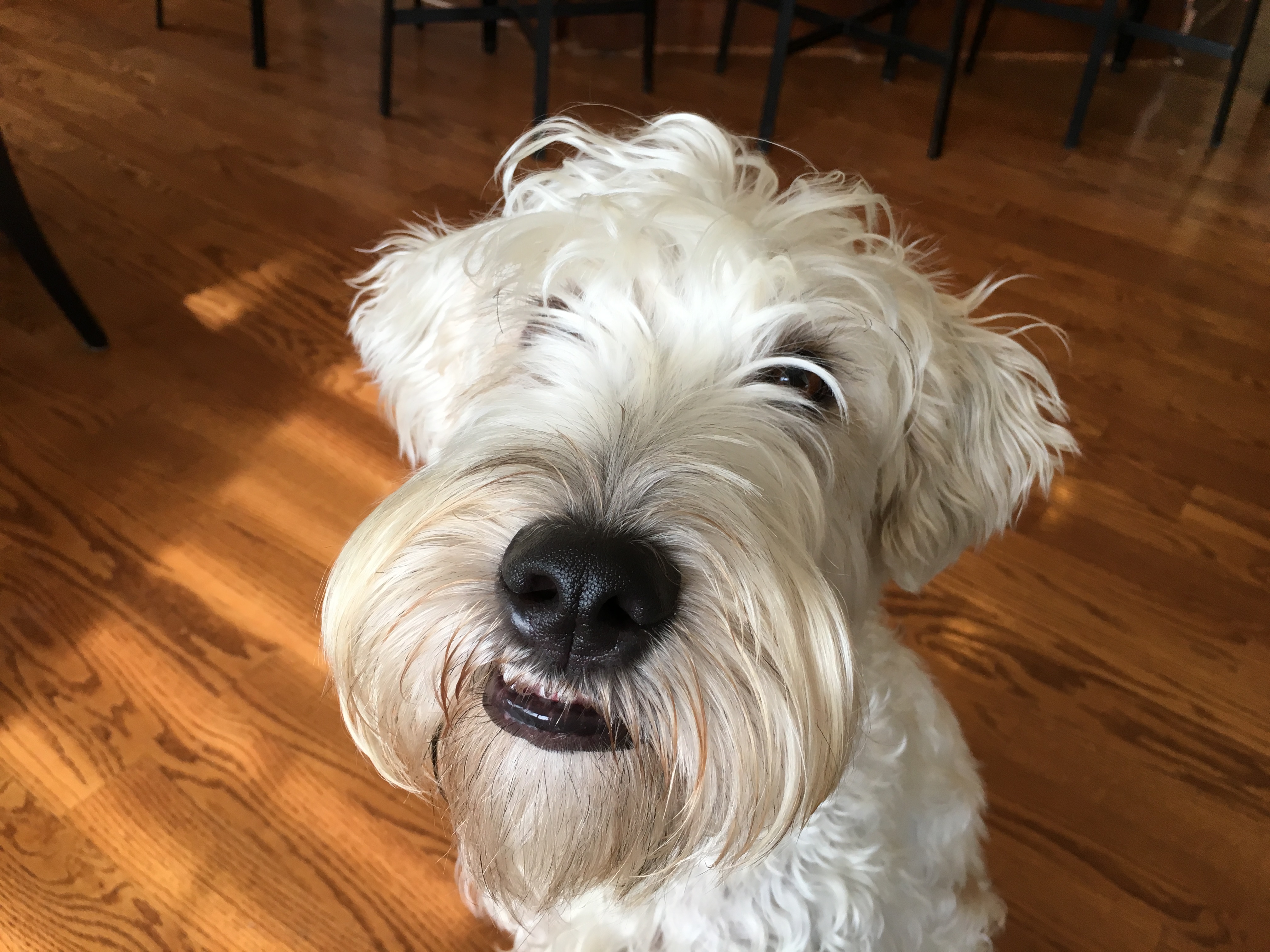 An Excited Soft Coated Wheaton Terrier Learns to Calm ...