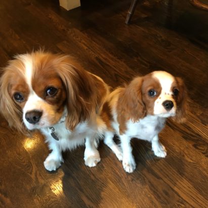 charlie and chase - Helping a Pair of King Charles Cavalier Spaniels Learn to Behave in Santa Monica