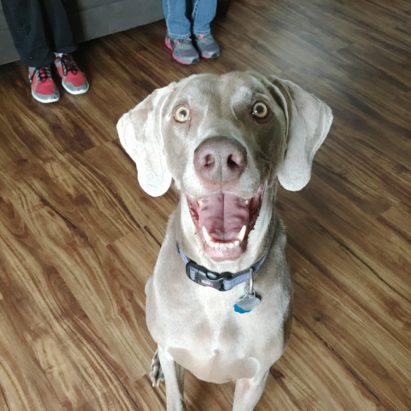 cooper weim - An Excited Weimaraner Learns to Follow