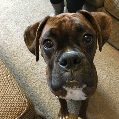 hosmer - Teaching a Gentle Boxer Pup to Listen Better