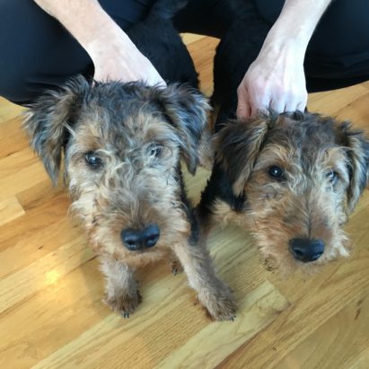 oscar and fern - A Pair of Welsh Terrier Pups Learn to Listen to and Respect Their Guardians