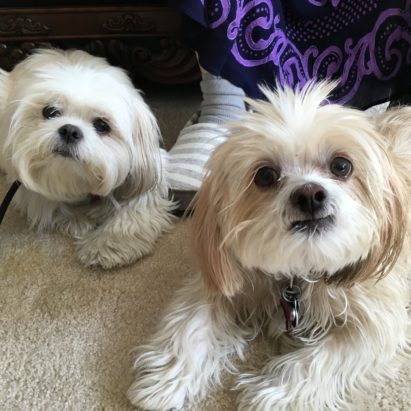 trixie and gigi - Helping a Pair of Lhasa Apso's in Los Angeles