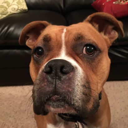 trout - A Boxer Named Trout Learns to Calm Down and Respect His Guardians