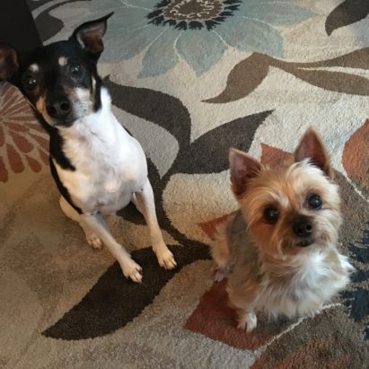 tucker and sophie - A Nervous Rat Terrier Learns to Respect the Authority of His Guardians