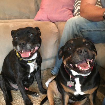 brick and riot - A Pair of mini Staffordshire Bullterriers Learn To Calm Down