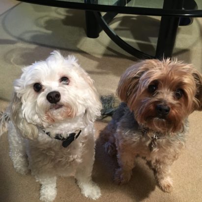 lexi and misti - A Pair of Dogs Learn to Stay Calm to Behave Better