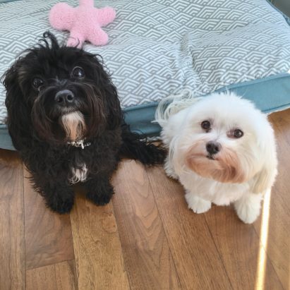maddie and louie - A Pair of Pacific Palisades Dogs Learn to Behave