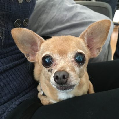 mia hawthorne chihuaha - Helping a Fearful Chihuahua Regain Her Confidence