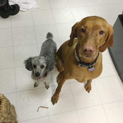 pico and tula - A Vizsla and Poodle Learn to Respect and Follow Their Guardians