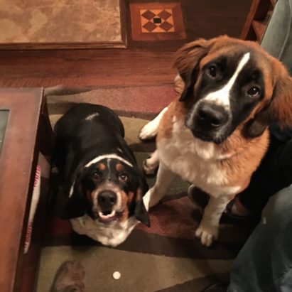 tino and bertha - A Bassett Learns to Follow and a St Bernard Learns to Listen