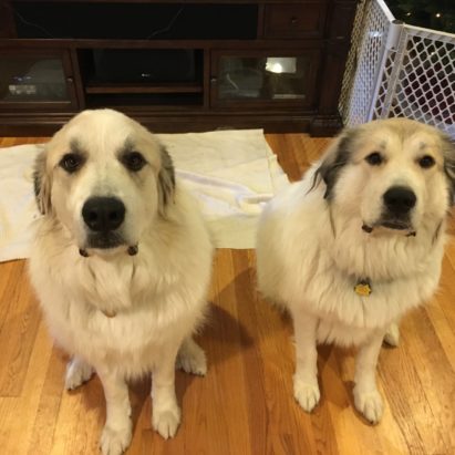 xander and gwen - Introducing Rules to Help a Pair of Great Pyrenees Behave Better