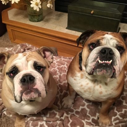billy and huey - A Pair of English Bulldogs Learn to Listen to and Respect Their Guardians