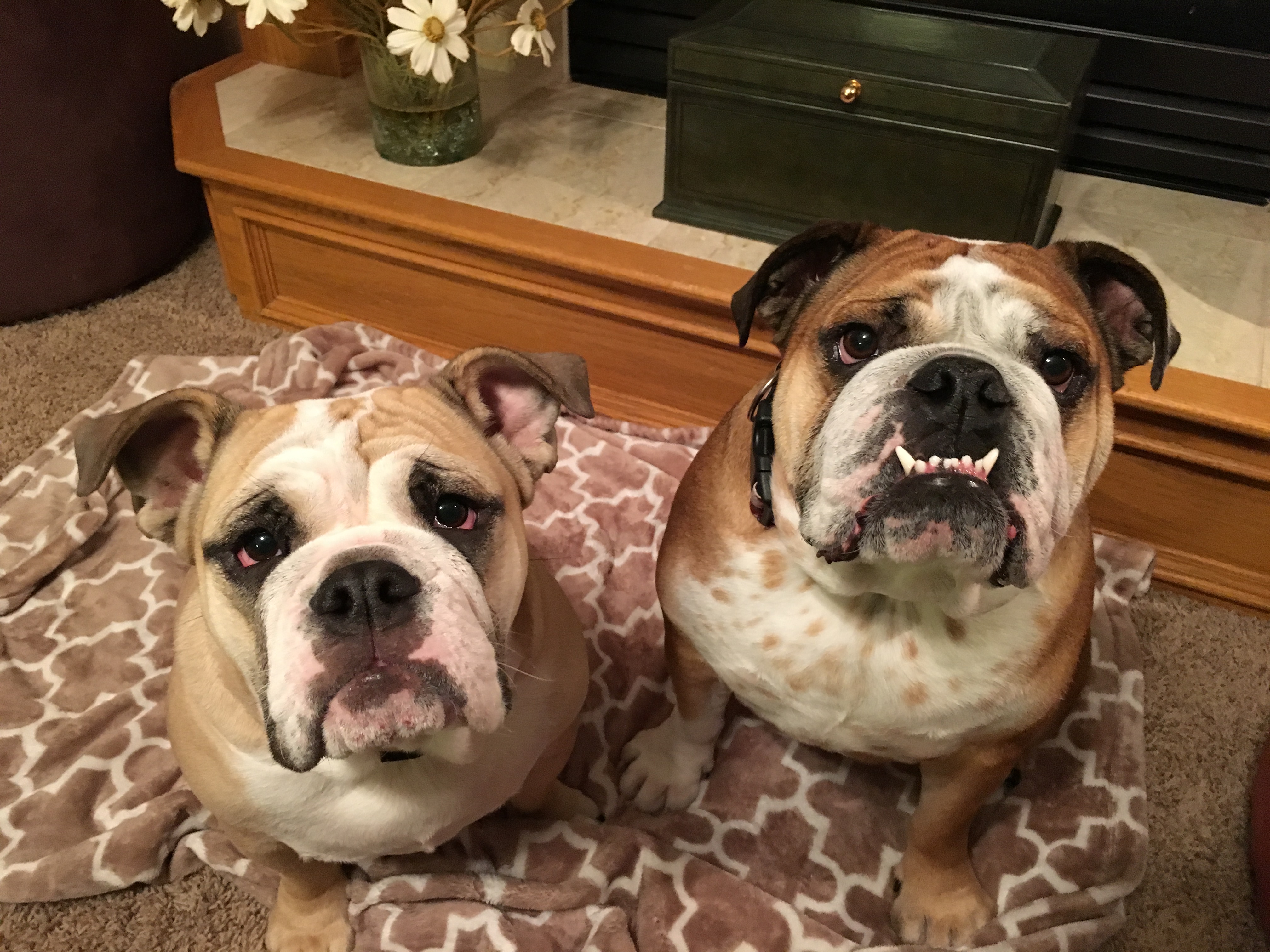 A Pair of English Bulldogs Learn to Listen to and Respect ...