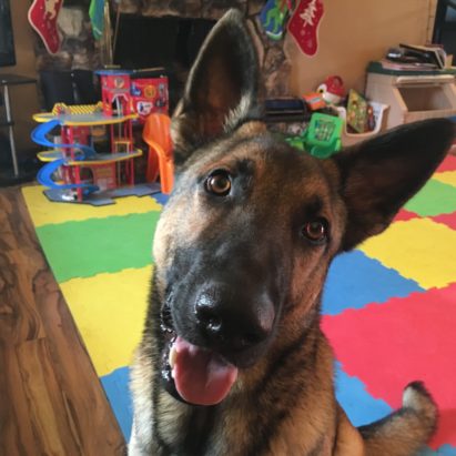 zeus german shepherd - Helping a German Shepherd Get Over His Kennel Fear and Separation Anxiety